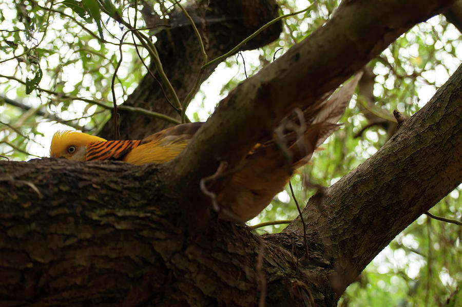 golden pheasant hiding in a tree by Chris Flees golden pheasant hiding in a tree by Chris Flees
