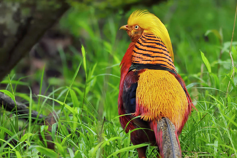 Golden Pheasant Male Walking, Sichuan Province, China Photograph by ...