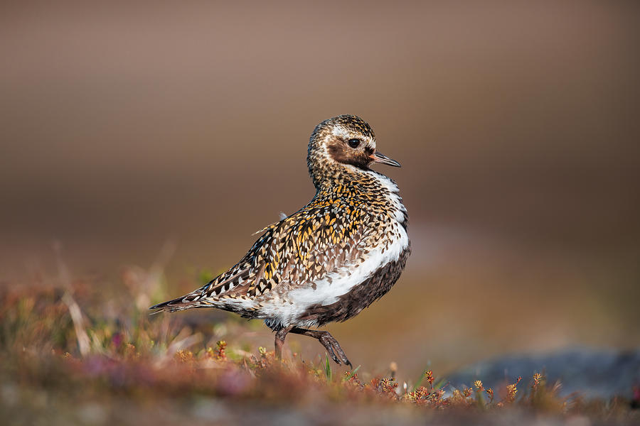 Wildlife Photograph - Golden Plover Showing Off by Magnus Renmyr