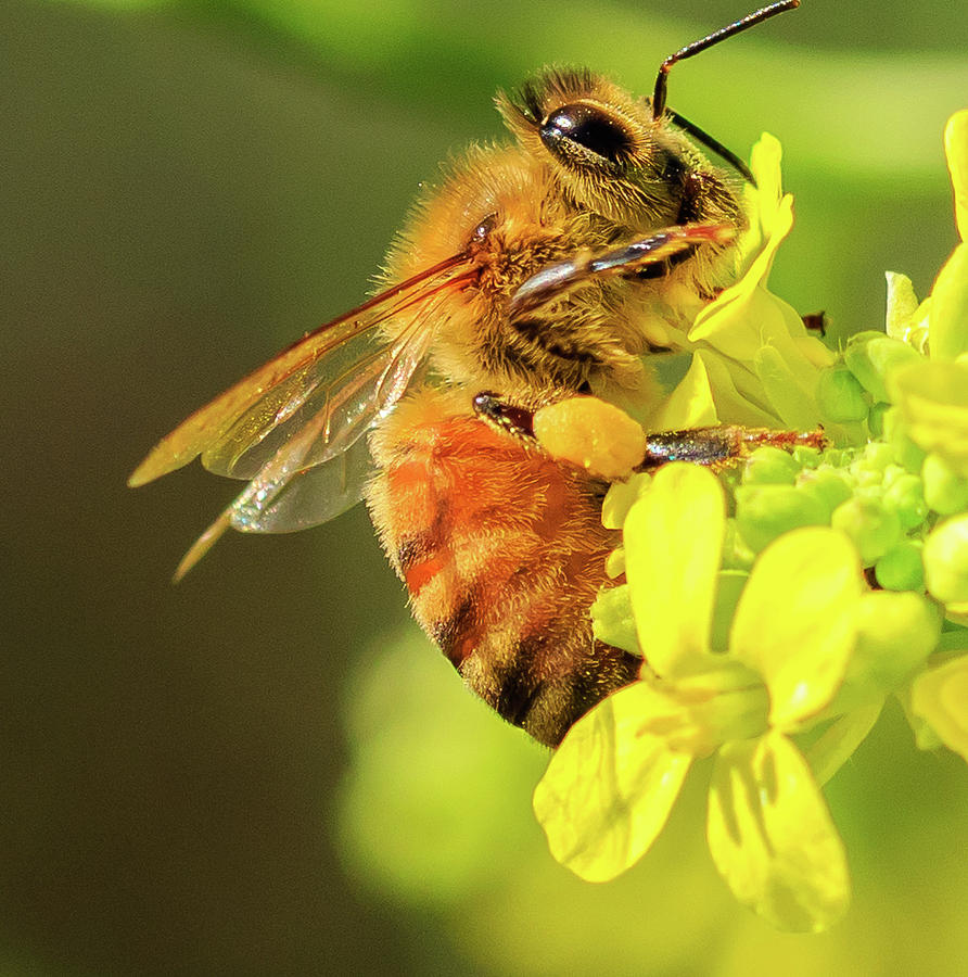 Golden Pollen Collector Photograph by Arthur Bohlmann
