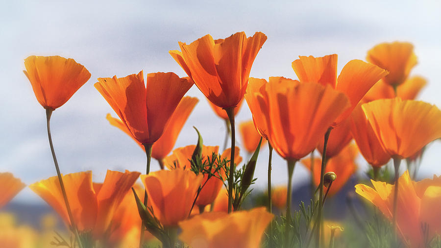 Poppies Photograph - Golden Poppies In The Breeze by Saija Lehtonen Poppies Photograph - Golden Poppies In The Breeze by Saija Lehtonen