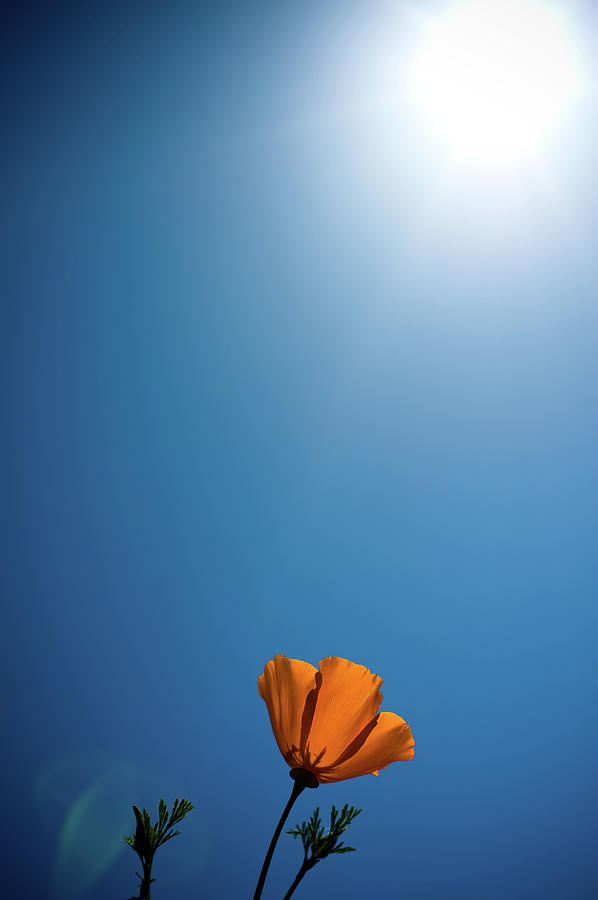 Golden Poppy Photograph by Sam Bloomberg-rissman