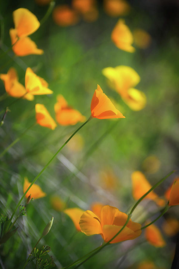 Golden Poppy Photograph by Steph Gabler