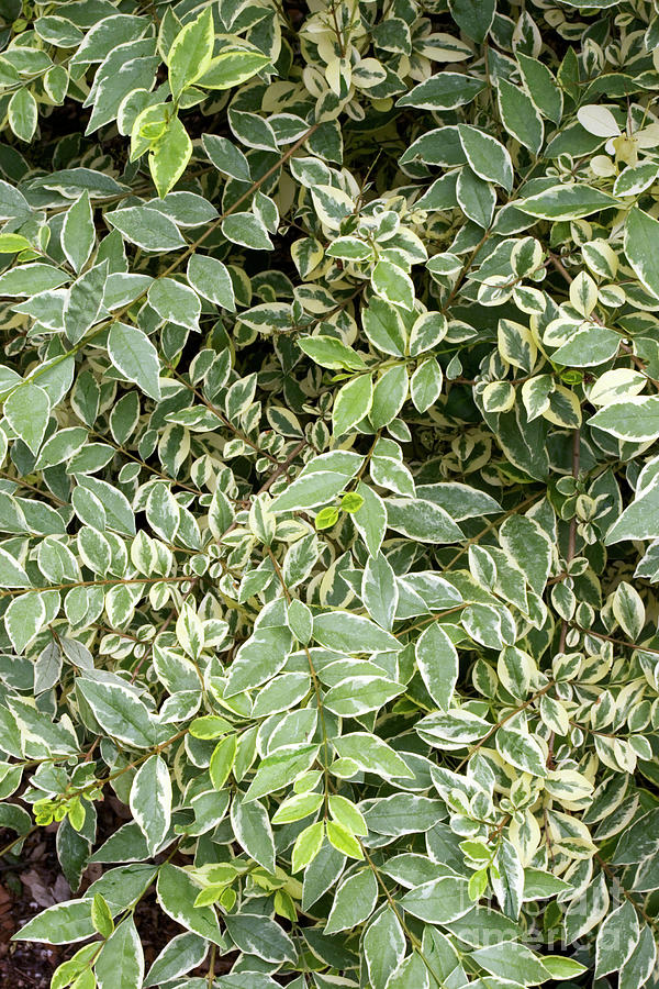 Golden Privet (ligustrum 'argenteum') Photograph by Geoff Kidd/science ...