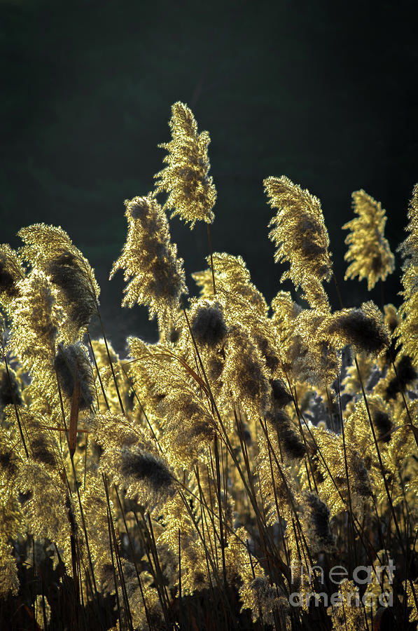 Golden Reeds Photograph by Alan Schroeder