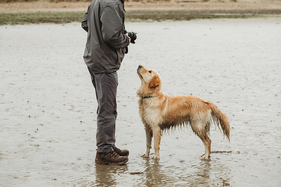 Boot Photograph - Golden Retriever Dog On Beach Looking Up At Owner by Cavan Images
