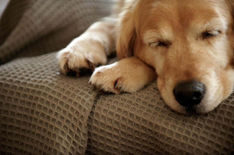 Golden Retriever Dog Sleeping On Sofa Photograph by Janie Airey