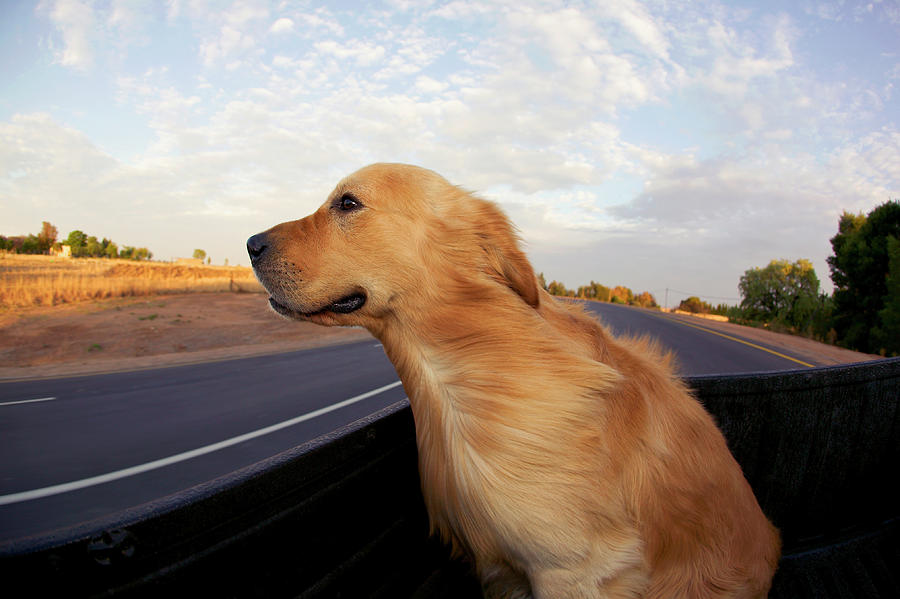Golden Retriever In Car Photograph by Nhpa