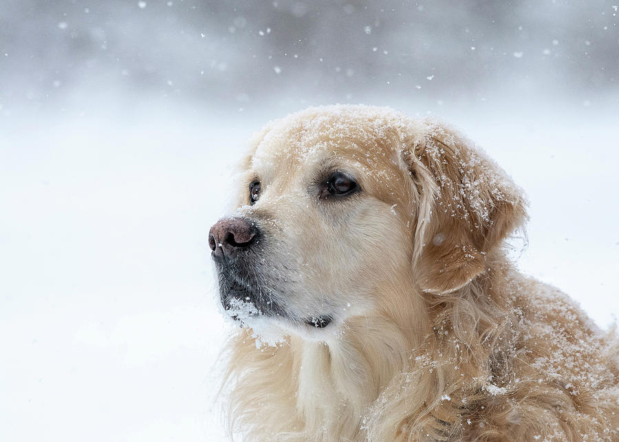 Golden Retriever in snowfall Photograph by Jana Harrer - Fine Art America