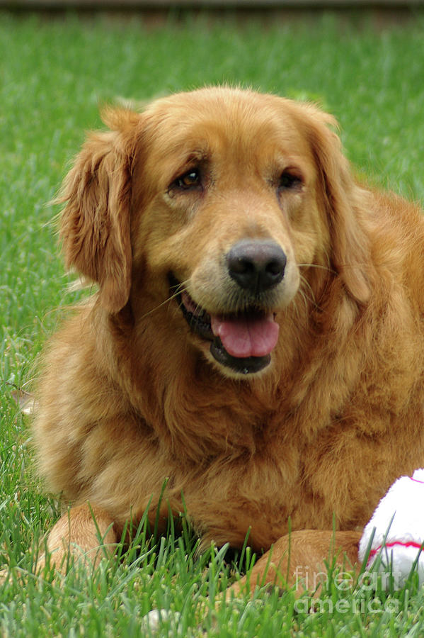 Golden Retriever Photograph By Larry Dove - Fine Art America