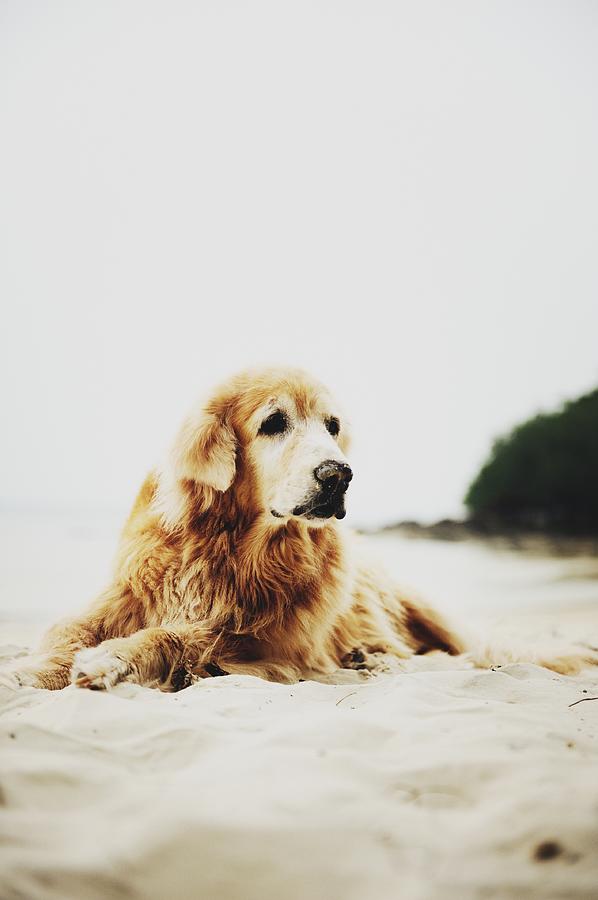 Golden Retriever On A Beach Photograph by Carlina Teteris