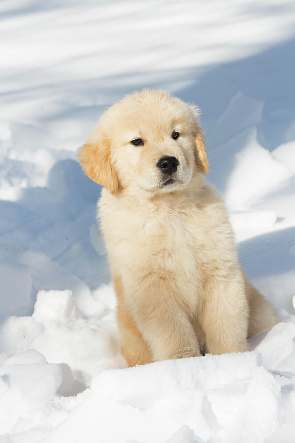 Golden Retriever Pup In Snow, Holland, Massachusetts, Usa Photograph by Lynn M. Stone / Naturepl.com