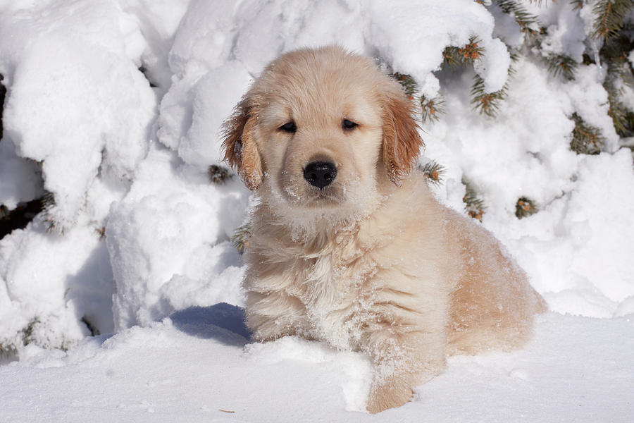 Golden Retriever Puppy Sitting In Snow, Illinois, Usa Photograph by Lynn M. Stone / Naturepl.com