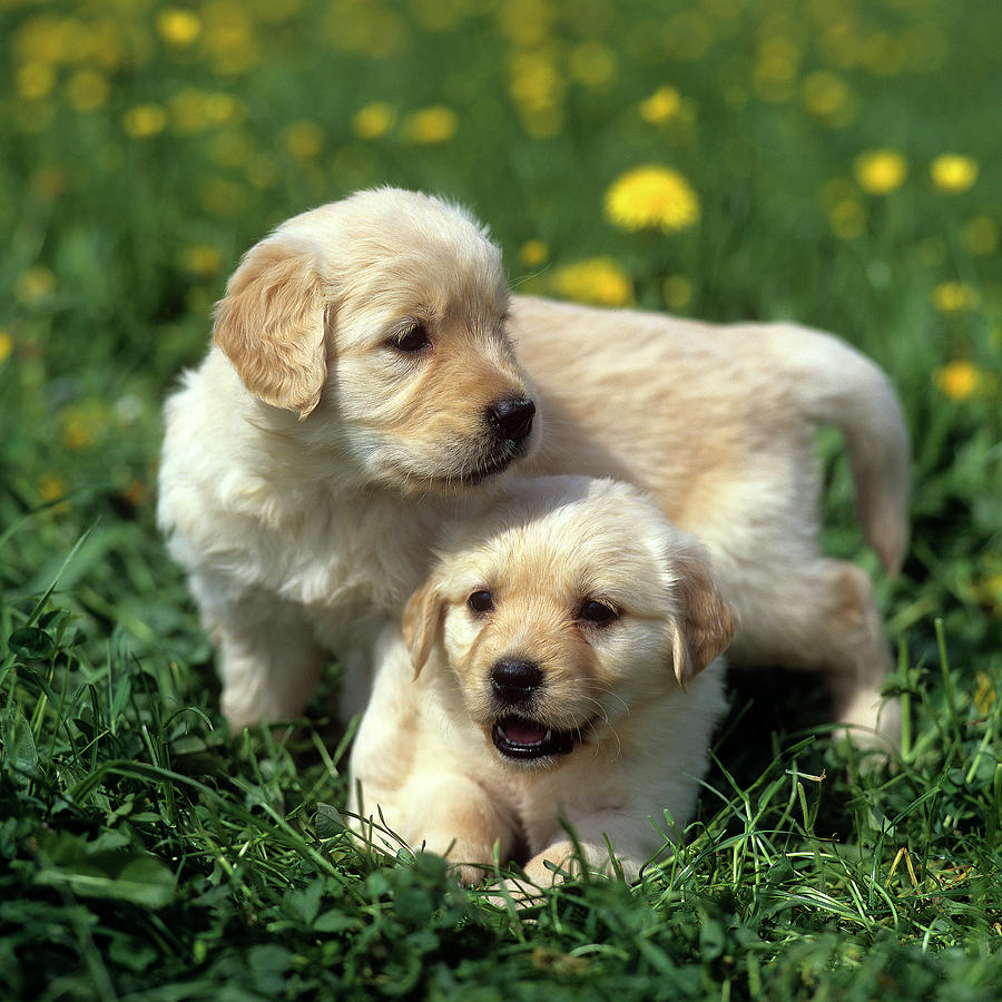 Golden Retriever Pups Digital Art by Robert Maier