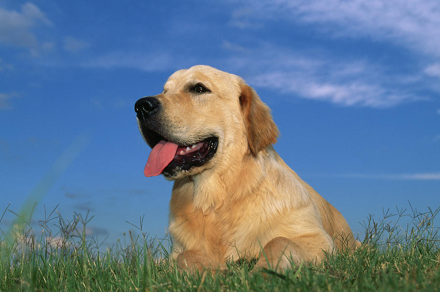 Golden Retriever  Resting Panting Photograph by Nhpa