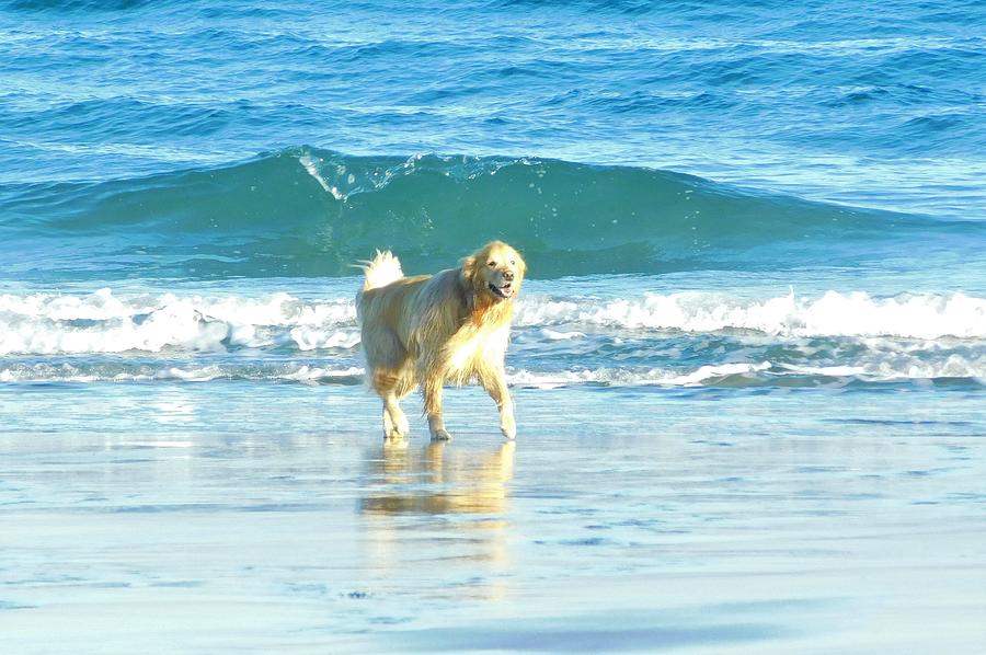 - golden retriever - Rye Beach NH  Photograph by THERESA Nye