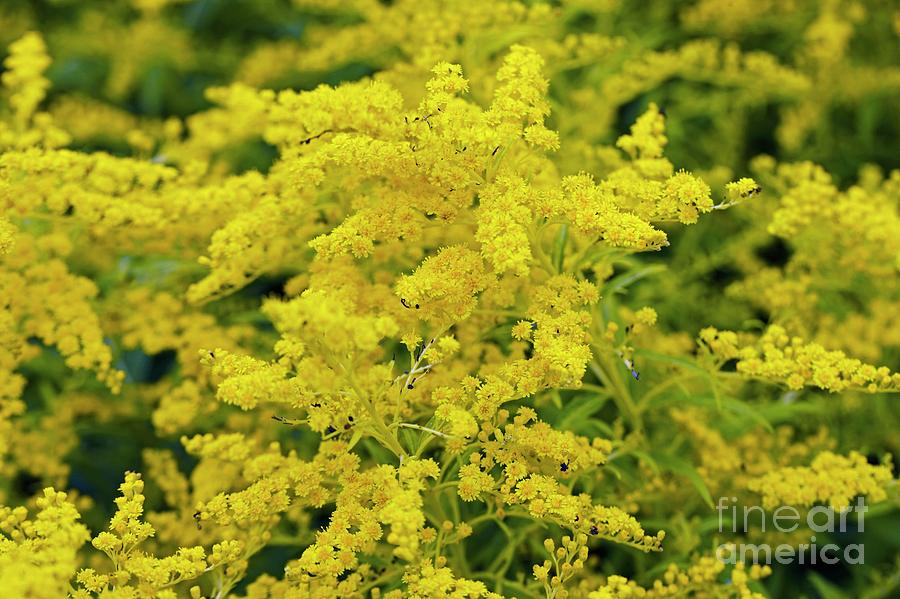Summer Photograph - Golden Rod (solidago Sp.) by Dr Keith Wheeler/science Photo Library