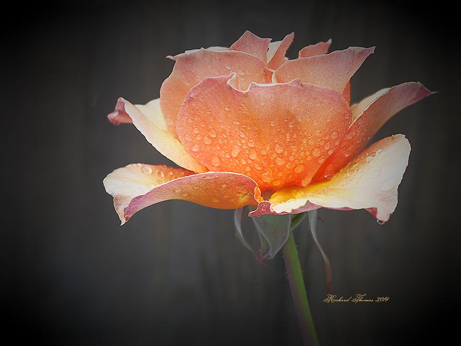Golden Rose Rain Photograph by Richard Thomas