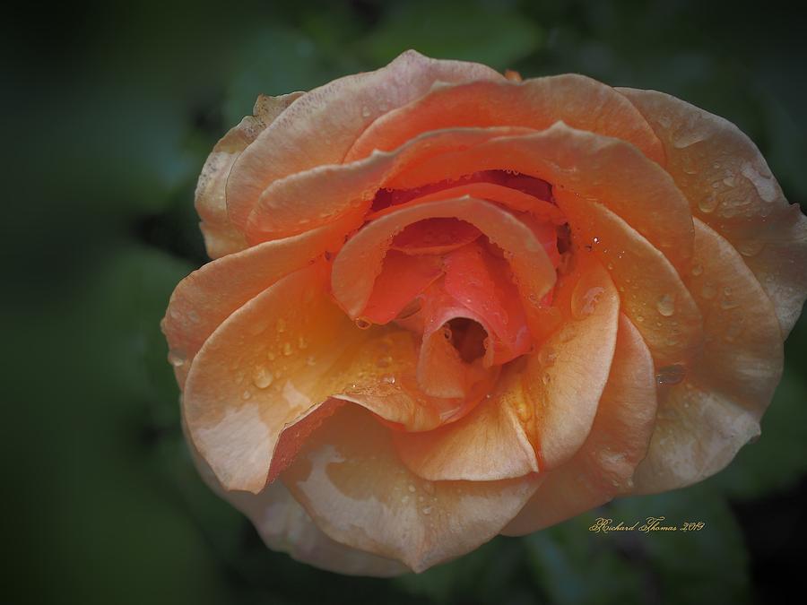 Golden Rose Rain Unfurled Photograph by Richard Thomas