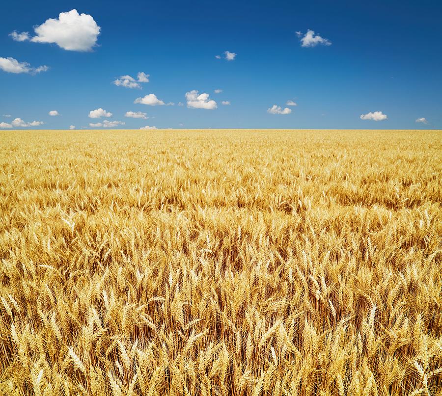 Cereal Photograph - Golden Rye Field Over Blue Sky by DPK-Photo