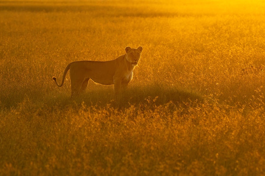 Wildlife Photograph - Golden Savannah by Roberto Marchegiani