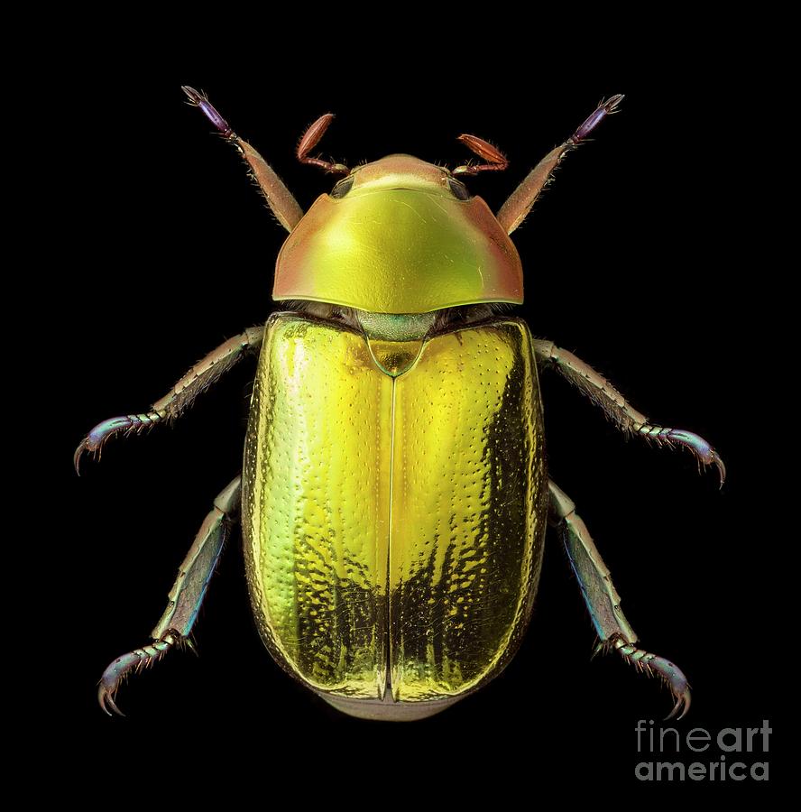 Golden Scarab Beetle Photograph by Natural History Museum, London/science Photo Library