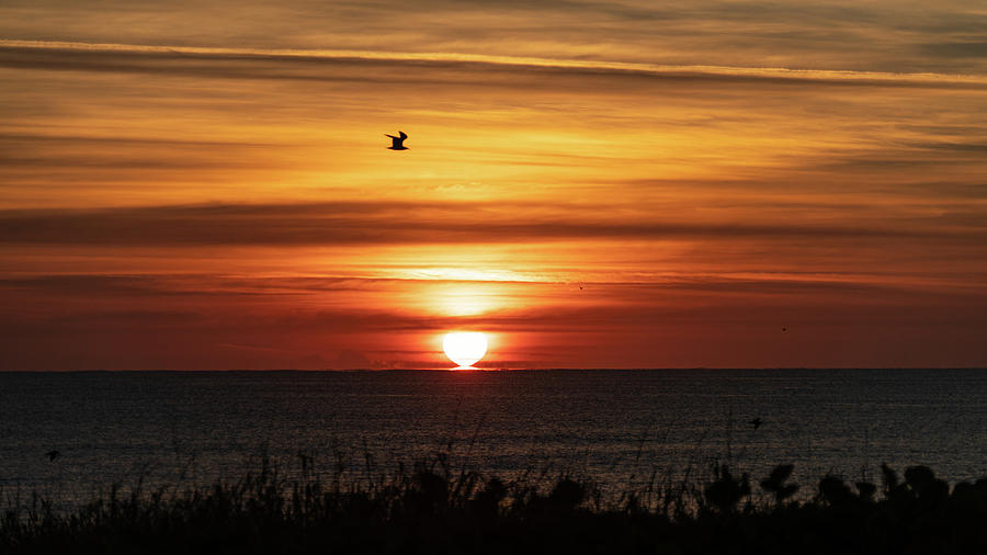 Golden Seagull Sunrise Delray Beach Photograph by Lawrence S Richardson Jr