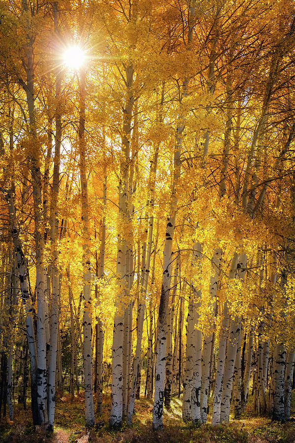 Golden Shades Of Autumn  Photograph by Saija Lehtonen
