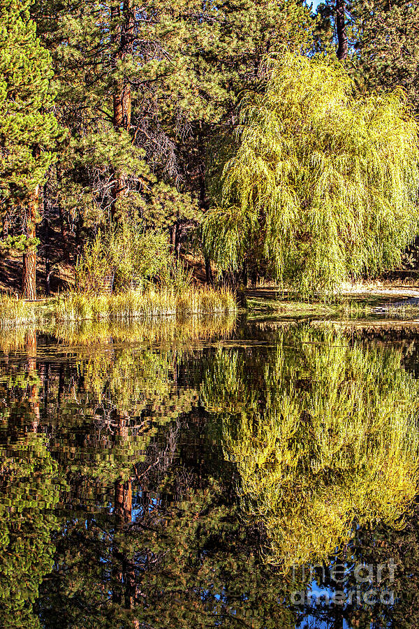 Golden Shevlin Park Photograph by David Millenheft
