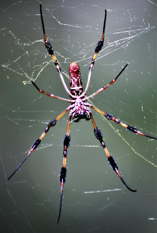 Golden-Silk Spider Photograph by Warren Thompson