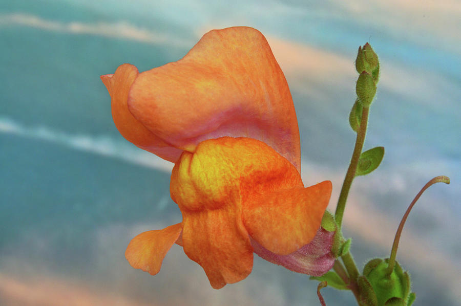 Golden Snapdragon Photograph by Terence Davis