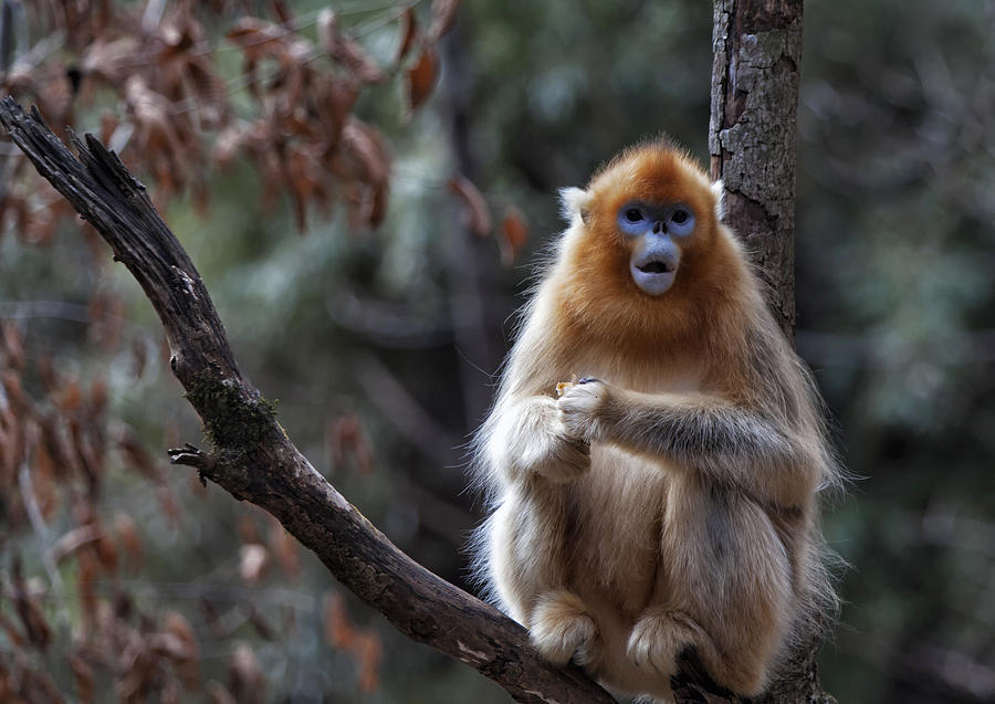 Golden Snub-nosed Monkey Photograph by Leon U
