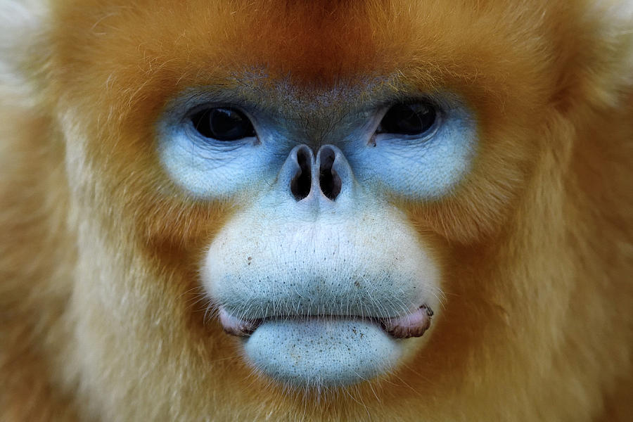 Résultat de recherche d'images pour "Golden snub-nosed monkey"