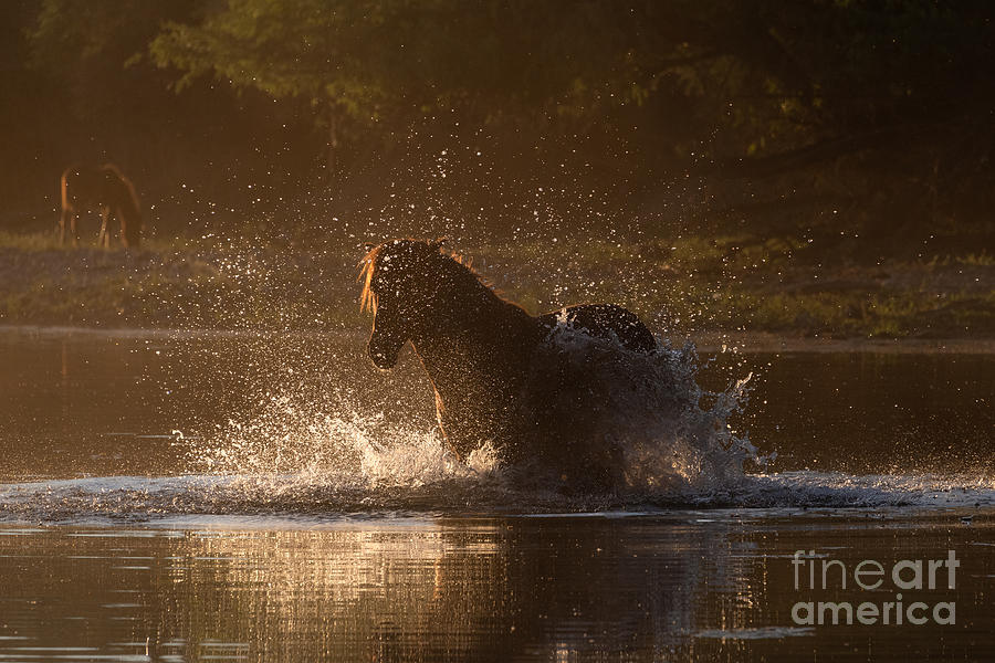 Golden Splash by Lisa Manifold Golden Splash by Lisa Manifold