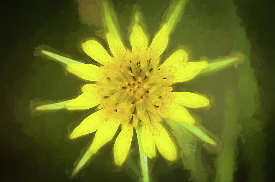 Golden Star Flower Yellow Salsify Glacier National Park 101 Photograph by Rich Franco