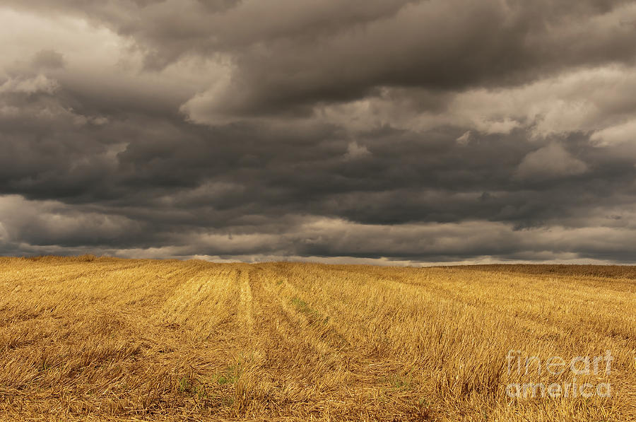 Golden stubble field in fall under a dark cloudy stormy sky. Photograph by Ulrich Wende