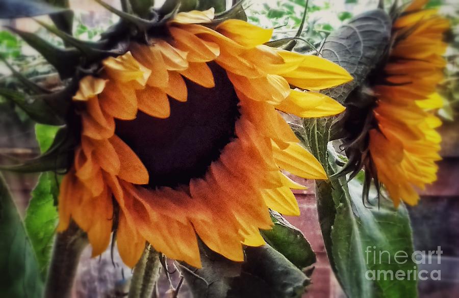 Golden Sunflowers Photograph