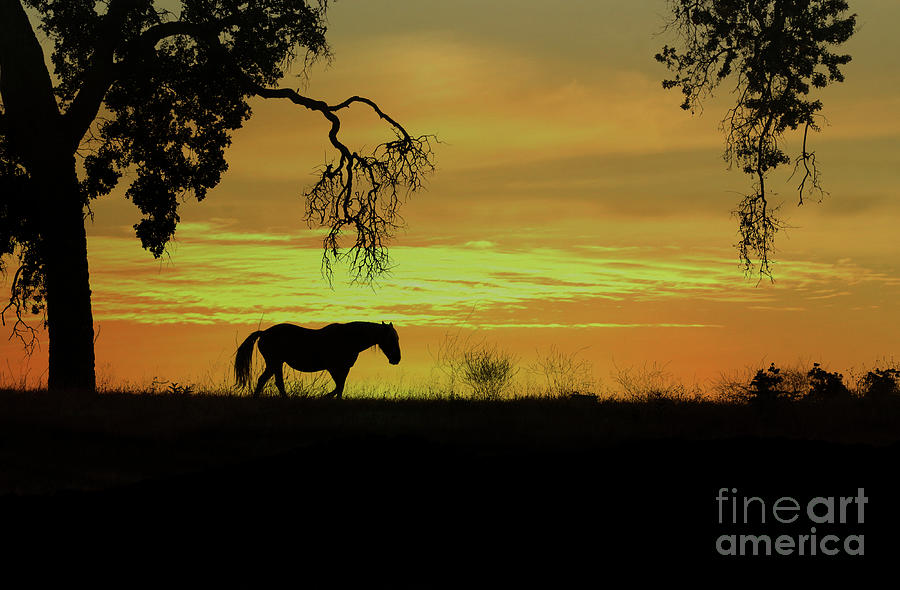 Golden Sunrise Horse and Oak Trees Photograph by Stephanie Laird