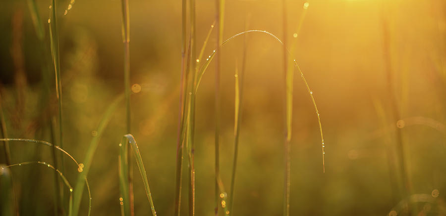 Golden Sunrise Prairie Photograph