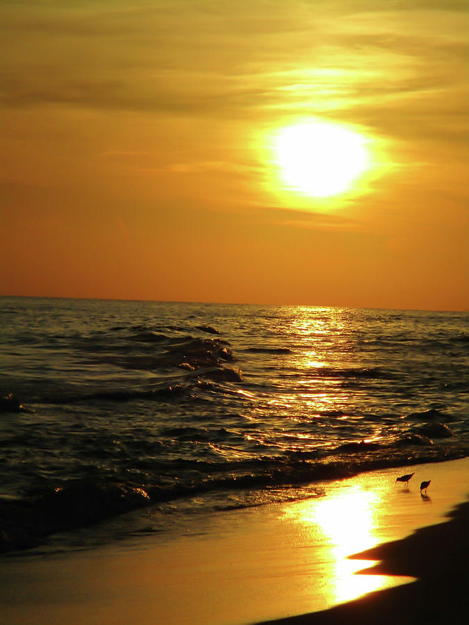 Golden Sunset  Photograph by CG Abrams