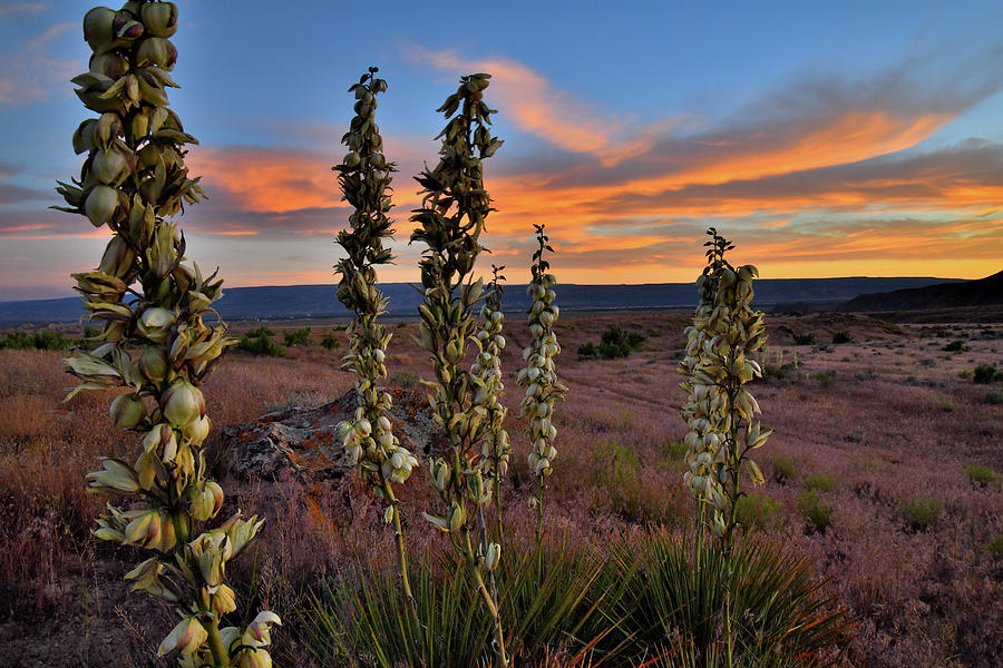 Golden Sunset Silhouettes Yucca in Book Cliffs Photograph by Ray Mathis