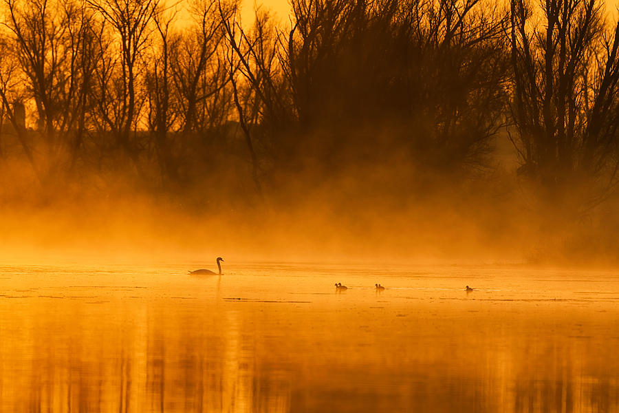 Golden Swan Lake Photograph by Renzi