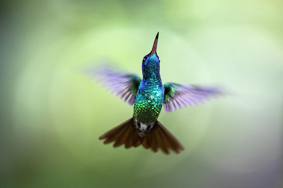 Golden-tailed Sapphire In Flight. Pilcopata, Cuzco, Peru Photograph by ...