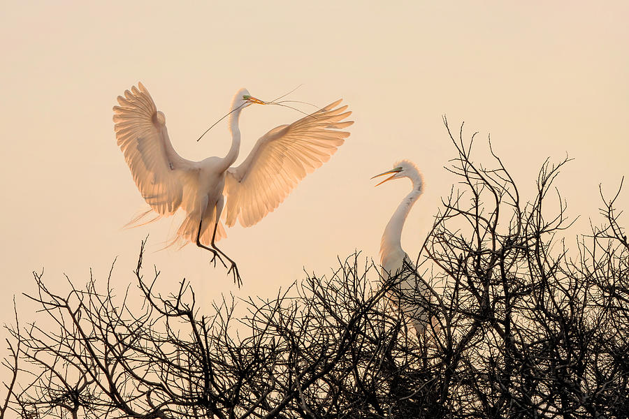Wildlife Photograph - Golden Time by Qing Zhao