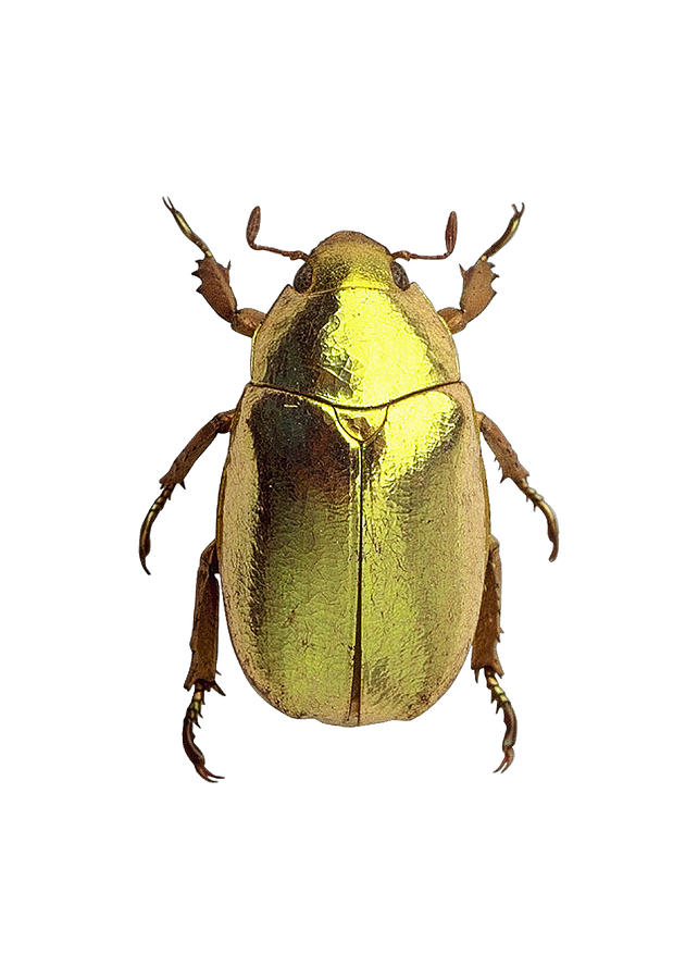 Golden Tortoise Beetle Digital Art by Carlos V - Pixels