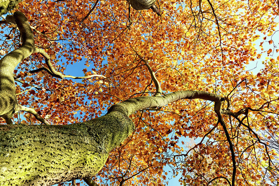 Golden tree Photograph by Ian Merton