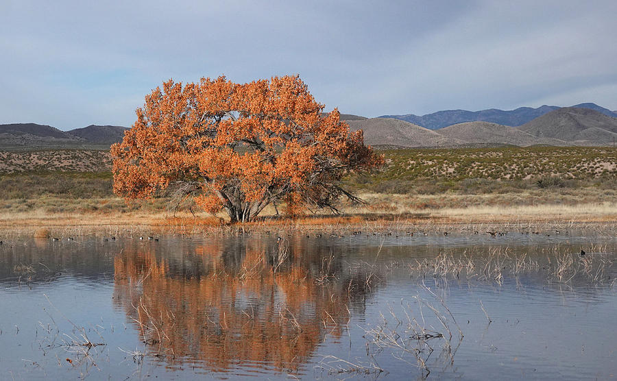 Golden tree on pond Photograph by Jack Nevitt