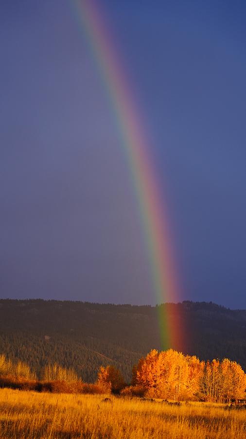 Golden Tree Rainbow Photograph by Tom Gresham