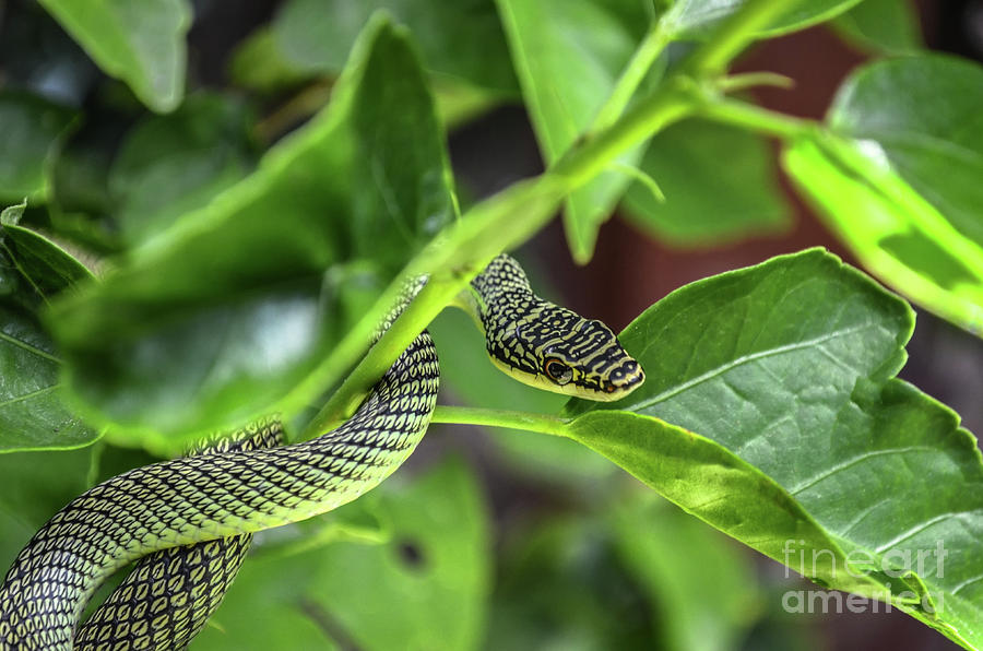 Golden Tree Snake Photograph by Michelle Meenawong