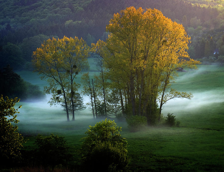 Golden Trees In Autumn Mist Photograph by Ilya Melnikov